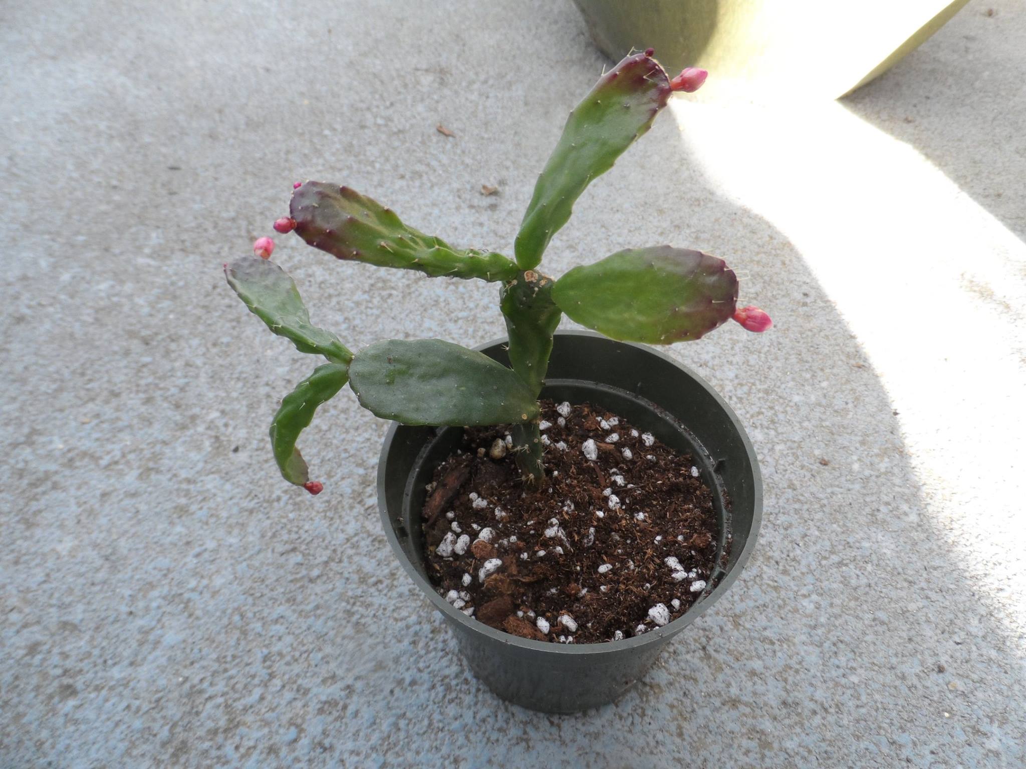 http://www.cloudjungle.com/cloudjungle/cactaceae/schlumbergera/Schlumbergera opuntioides 121716-1.jpg